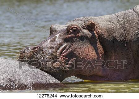 Picture - Hippopotamus (Hippopotamus amphibius) in Lake Naivasha, Lake Naivasha National Park; Kenya. Fotosearch