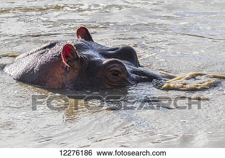 Stock Photograph - Hippopotamus (Hippopotamus amphibius) in a hippo pool, Mara Naboisho Conservancy; Kenya. Fotosearch