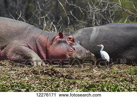 Stock Image - Hippopotamuses (Hippopotamus amphibius) and egret in Lake Naivasha, Lake Naivasha National Park; Kenya. Fotosearch
