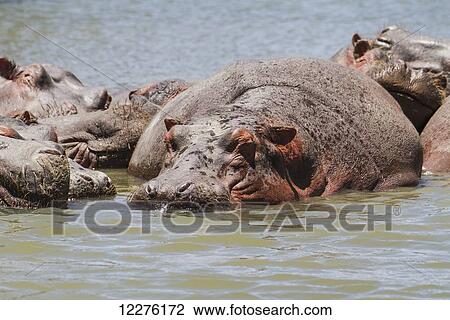Stock Image - Hippopotamuses (Hippopotamus amphibius) in Lake Naivasha, Lake Naivasha National Park; Kenya. Fotosearch
