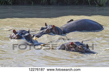 Hippopotamuses (Hippopotamus amphibius) in a hippo pool, Mara Naboisho Conservancy; Kenya View Large Photo Image Stock Photo - Hippopotamuses (Hippopotamus amphibius) in a hippo pool, Mara Naboisho Conservancy; Kenya. Fotosearch