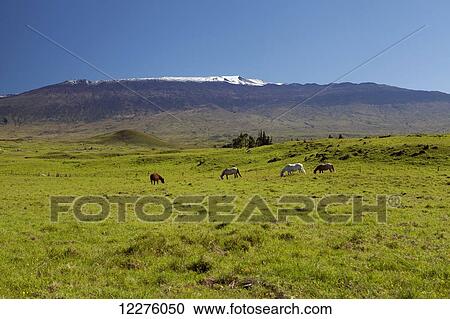 Stock Image - Horses grazing in pasture on Hawaiian Homes land, snow capped Mauna Kea from Mana Road; Kamuela, Island of Hawaii, Hawaii, United States of America. Fotosearch