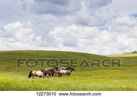 Stock Image - Horses in a field; Winnipeg, Manitoba, Canada. Fotosearch