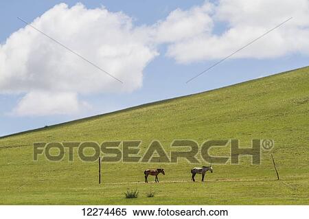 Horses, Kharkhorin (Karakorum), Övörkhangai Province, Mongolia View Large Photo Image Stock Photography - Horses, Kharkhorin (Karakorum), Övörkhangai Province, Mongolia. Fotosearch