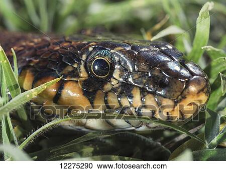 Stock Image - Horseshoe Whip Snake (Hemorrhois hippocrepis); Tarifa, Cadiz, Andalusia, Spain. Fotosearch