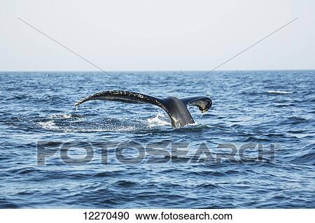 Humpback whale (Megaptera novaeangliae) tail at the surface of the water; Massachusetts, United States of America View Large Photo Image Stock Image - Humpback whale (Megaptera novaeangliae) tail at the surface of the water; Massachusetts, United States of America. Fotosearch