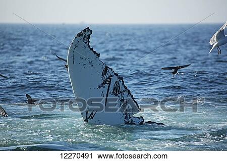 Stock Image - Humpback whale (Megaptera novaeangliae) fin at the surface of the water; Massachusetts, United States of America. Fotosearch