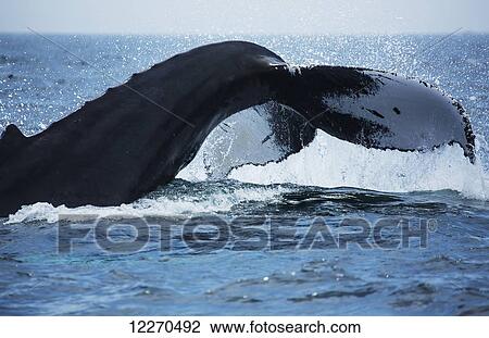 Stock Image - Humpback whale (Megaptera novaeangliae) at the surface of the water; Massachusetts, United States of America. Fotosearch