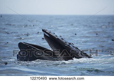 Humpback whale (Megaptera novaeangliae) at the surface of the water; Massachusetts, United States of America View Large Photo Image Stock Image - Humpback whale (Megaptera novaeangliae) at the surface of the water; Massachusetts, United States of America. Fotosearch