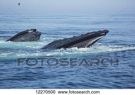 Stock Image - Humpback whale (Megaptera novaeangliae) at the surface of the water; Massachusetts, United States of America. Fotosearch