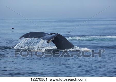 Humpback whale (Megaptera novaeangliae) tail at the surface of the water; Massachusetts, United States of America View Large Photo Image Stock Image - Humpback whale (Megaptera novaeangliae) tail at the surface of the water; Massachusetts, United States of America. Fotosearch