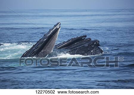 Stock Image - Humpback whale (Megaptera novaeangliae) at the surface of the water; Massachusetts, United States of America. Fotosearch