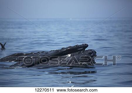Stock Image - Humpback whale (Megaptera novaeangliae) at the surface of the water; Massachusetts, United States of America. Fotosearch