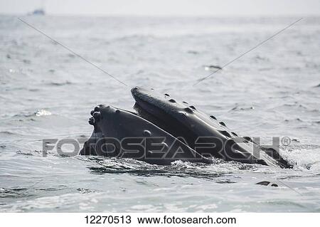Humpback whale (Megaptera novaeangliae) at the surface of the water; Massachusetts, United States of America View Large Photo Image Stock Image - Humpback whale (Megaptera novaeangliae) at the surface of the water; Massachusetts, United States of America. Fotosearch
