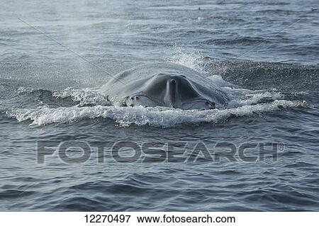 Humpback whale (Megaptera novaeangliae) at the surface of the water; Massachusetts, United States of America View Large Photo Image Stock Photo - Humpback whale (Megaptera novaeangliae) at the surface of the water; Massachusetts, United States of America. Fotosearch