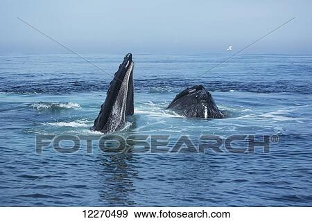 Humpback whale (Megaptera novaeangliae) at the surface of the water; Massachusetts, United States of America View Large Photo Image Stock Photo - Humpback whale (Megaptera novaeangliae) at the surface of the water; Massachusetts, United States of America. Fotosearch