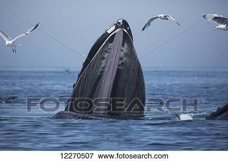 Stock Photo - Humpback whale (Megaptera novaeangliae) at the surface of the water; Massachusetts, United States of America. Fotosearch