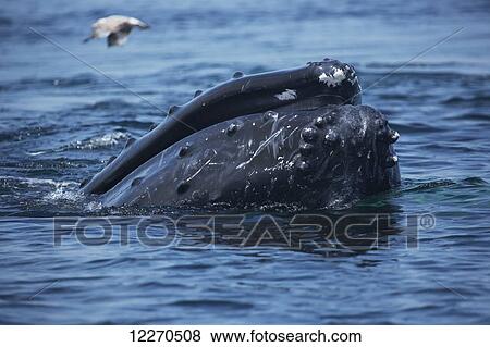 Stock Photo - Humpback whale (Megaptera novaeangliae) at the surface of the water; Massachusetts, United States of America. Fotosearch