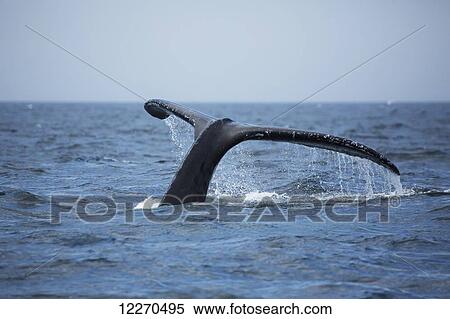 Stock Photography - Humpback whale (Megaptera novaeangliae) tail at the surface of the water; Massachusetts, United States of America. Fotosearch