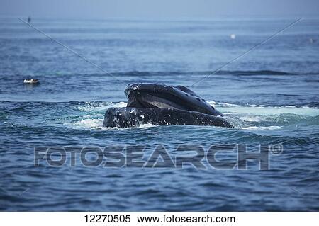 Stock Photography - Humpback whale (Megaptera novaeangliae) at the surface of the water; Massachusetts, United States of America. Fotosearch