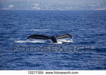 Stock Photography - Humpback whale (Megaptera novaeangliae) tail in the waters off of the island of Maui; Maui, Hawaii, United States of America. Fotosearch