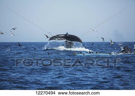 Picture - Humpback whales (Megaptera novaeangliae) at the surface of the water and a flock of birds; Massachusetts, United States of America. Fotosearch