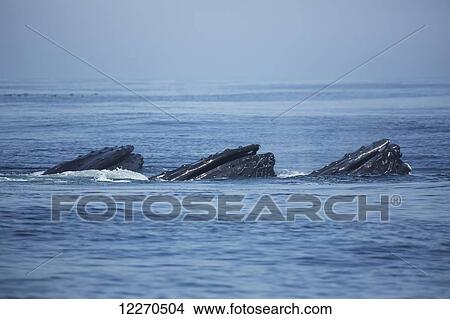 Humpback whales (Megaptera novaeangliae) at the surface of the water; Massachusetts, United States of America View Large Photo Image Picture - Humpback whales (Megaptera novaeangliae) at the surface of the water; Massachusetts, United States of America. Fotosearch