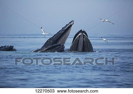 Humpback whales (Megaptera novaeangliae) at the surface of the water; Massachusetts, United States of America View Large Photo Image Stock Image - Humpback whales (Megaptera novaeangliae) at the surface of the water; Massachusetts, United States of America. Fotosearch