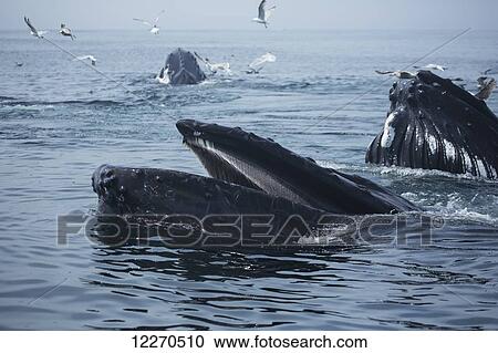 Stock Image - Humpback whales (Megaptera novaeangliae) at the surface of the water; Massachusetts, United States of America. Fotosearch