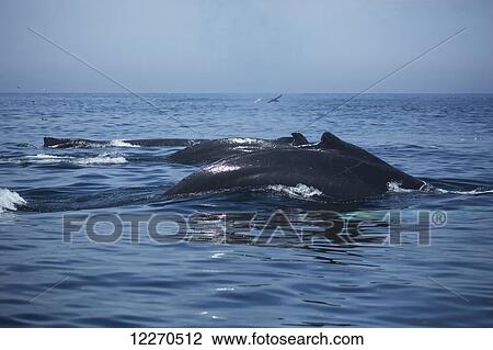 Humpback whales (Megaptera novaeangliae) at the surface of the water; Massachusetts, United States of America View Large Photo Image Stock Image - Humpback whales (Megaptera novaeangliae) at the surface of the water; Massachusetts, United States of America. Fotosearch