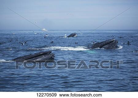 Stock Photo - Humpback whales (Megaptera novaeangliae) at the surface of the water; Massachusetts, United States of America. Fotosearch