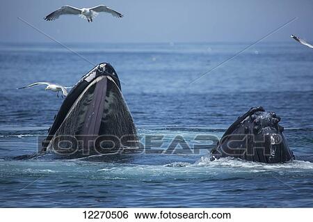 Stock Photograph - Humpback whales (Megaptera novaeangliae) at the surface of the water; Massachusetts, United States of America. Fotosearch