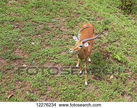 Picture - Impala (Aepyceros melampus), Nairobi National Park; Nairobi, Kenya. Fotosearch