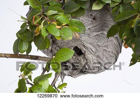 In studio complete wasp nest built around hedge branches on white background View Large Photo Image Stock Image - In studio complete wasp nest built around hedge branches on white background. Fotosearch