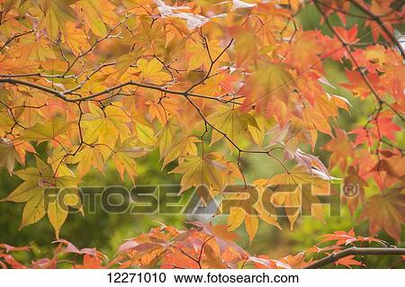 Japanese maple in autumn colours; Uji, Kyoto, Japan View Large Photo Image Stock Image - Japanese maple in autumn colours; Uji, Kyoto, Japan. Fotosearch