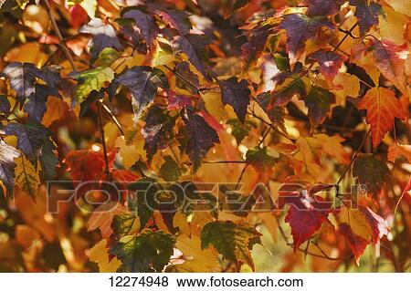 Stock Photo - Japanese maple leaves in autumn; Edmonton, Alberta, Canada. Fotosearch