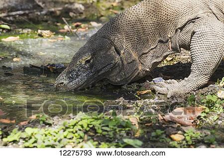 Stock Image - Komodo dragon or Komodo monitor (Varanus komodoensis) on Rinca Island, Komodo National Park, East Nusa Tenggara, Indonesia. Fotosearch