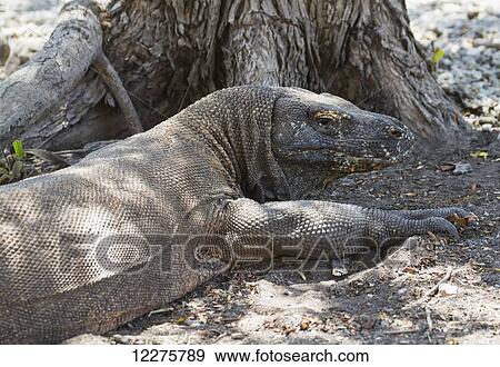 Stock Photo - Komodo dragon or Komodo monitor (Varanus komodoensis) on Komodo Island, Komodo National Park, East Nusa Tenggara, Indonesia. Fotosearch