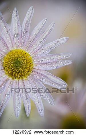 Korean chrysanthemum (Asteraceae), New York Botanical Garden; New York City, New York, United States of America View Large Photo Image Stock Image - Korean chrysanthemum (Asteraceae), New York Botanical Garden; New York City, New York, United States of America. Fotosearch