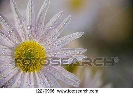 Stock Photograph - Korean chrysanthemum (Asteraceae), New York Botanical Garden; New York City, New York, United States of America. Fotosearch