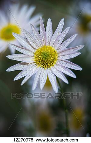 Stock Photo - Korean chrysanthemums (Asteraceae), New York Botanical Garden; New York City, New York, United States of America. Fotosearch