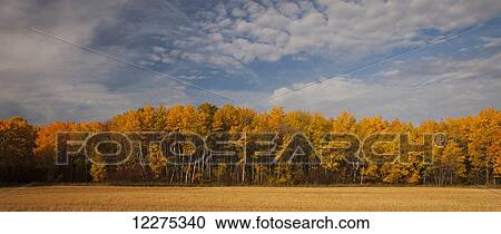 Stock Image - Landscape and deciduous trees in a forest with autumn colours; Manitoba, Canada. Fotosearch