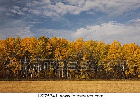 Stock Image - Landscape and deciduous trees in a forest with autumn colours; Manitoba, Canada. Fotosearch