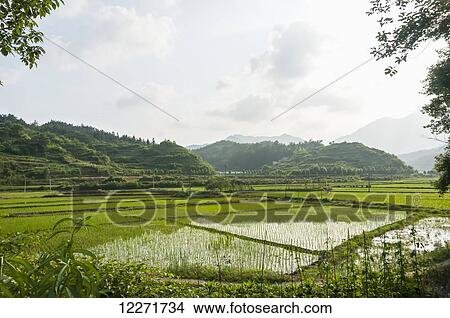 Landscape of rice fields from a small village near to Wuyuan; Jiangxi province, China View Large Photo Image Picture - Landscape of rice fields from a small village near to Wuyuan; Jiangxi province, China. Fotosearch