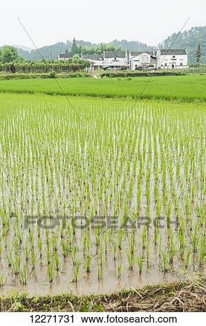 Stock Image - Landscape of rice fields from a small village near to Wuyuan; Jiangxi province, China. Fotosearch