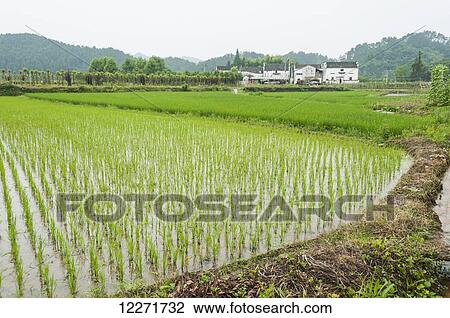 Stock Image - Landscape of rice fields from a small village near to Wuyuan; Jiangxi province, China. Fotosearch