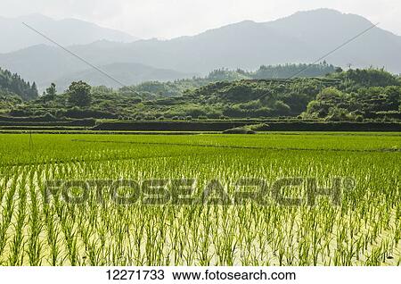 Landscape of rice fields from a small village near to Wuyuan; Jiangxi province, China View Large Photo Image Stock Image - Landscape of rice fields from a small village near to Wuyuan; Jiangxi province, China. Fotosearch