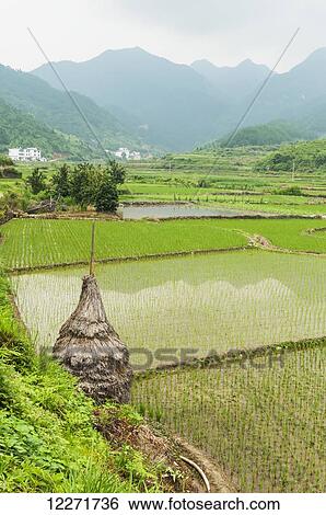 Stock Photograph - Landscape of rice fields from a small village near to Wuyuan; Jiangxi province, China. Fotosearch