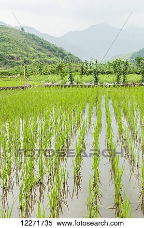 Stock Photography - Landscape of rice fields from a small village near to Wuyuan; Jiangxi province, China. Fotosearch