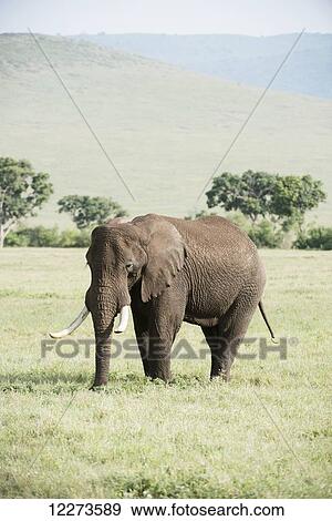 Large bull elephant in Ngorongoro Crater; Tanzania View Large Photo Image Stock Photo - Large bull elephant in Ngorongoro Crater; Tanzania. Fotosearch